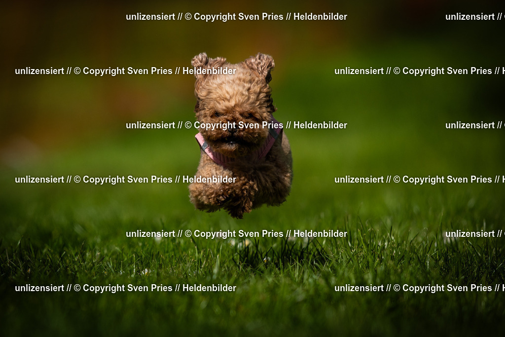 Sven Pries | 2025-04-13 - Hunderennen Baden-Baden - Realisiert mit Pictrs.com