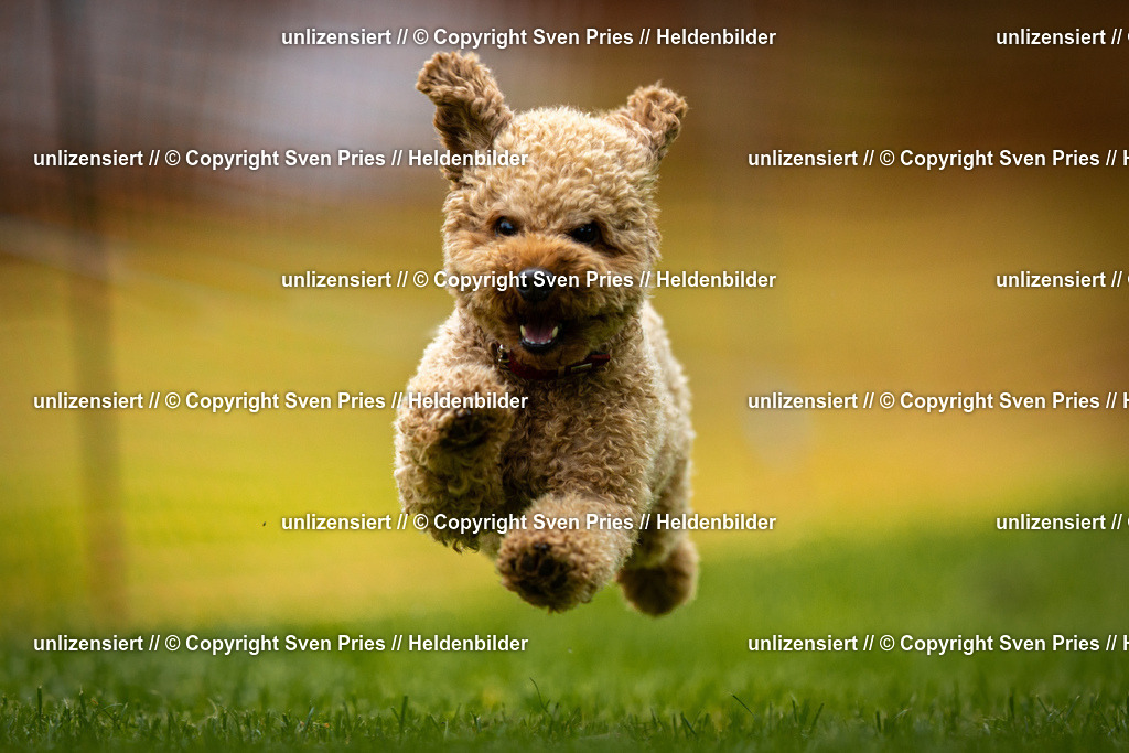 Sven Pries | 2025-09-21 - Hunderennen Baden-Oos - Realisiert mit Pictrs.com