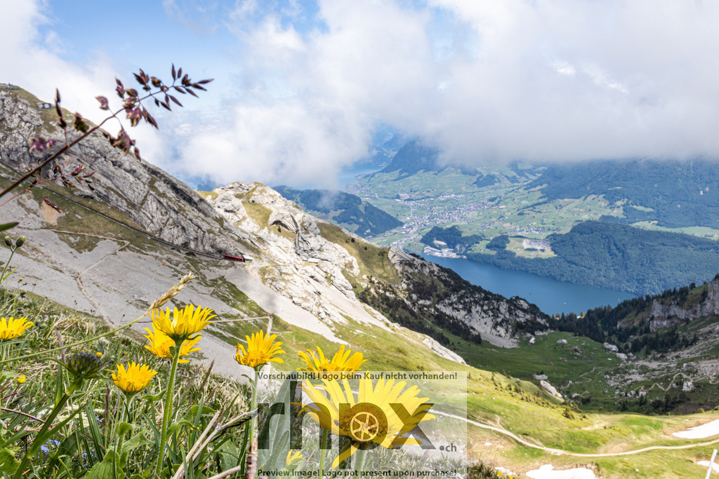 Bergblumen am Pilatus mit Blick ins Tal | Gelbe Bergblumen im Vordergrund öffnen den Blick über die steilen Hänge des Pilatus bis hinunter zum Vierwaldstättersee. Auf dem Fels erkennbar: Streckenabschnitt der Pilatusbahn, der steilsten Zahnradbahn der Welt. - Realisiert mit Pictrs.com