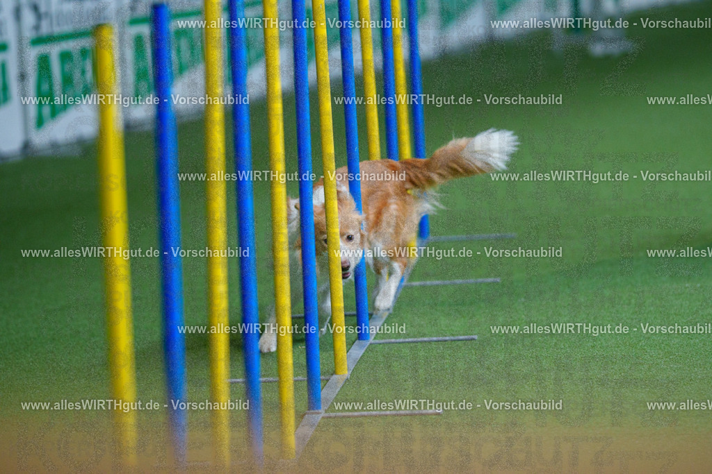 @allesWIRTHgut_Tierfotografie - www.allesWIRTHgut.de - 2604261004-7R508326 | Professionelle Tierfotografie in Mönchengladbach von Daniel Wirth (allesWIRTHgut). Liebevolle & natürliche Bilder von Hunden & Katzen für unvergessliche Erinnerungen.