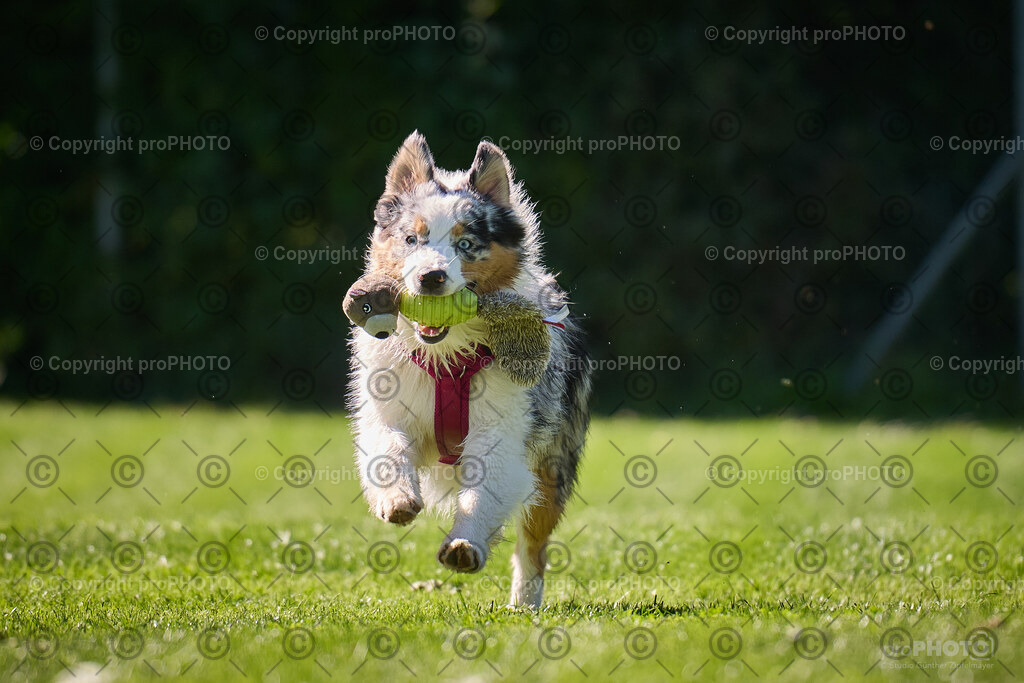 182_202509_4Hundebadetag_NZ9_2715 | proPHOTO - Realisiert mit Pictrs.com