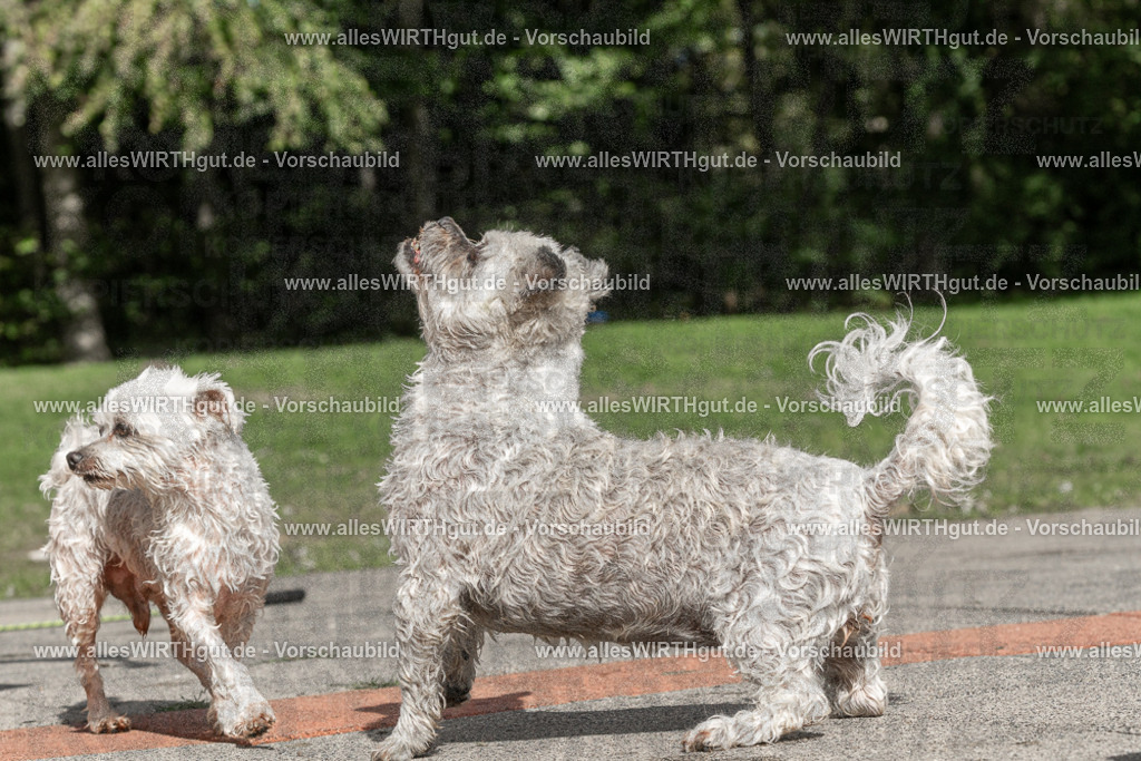 Hundeschwimmen_Volksbad_2026-allesWIRTHgut_Tierfotografie-2609061519-FAY07178 | Professionelle Tierfotografie in Mönchengladbach von Daniel Wirth (allesWIRTHgut). Liebevolle & natürliche Bilder von Hunden & Katzen für unvergessliche Erinnerungen.