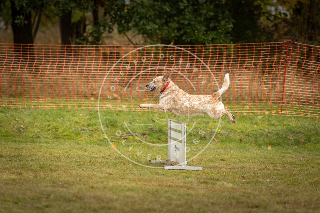 Pfotenfotografie_DV3A2540 | Hundefotografie, Tierfotograf, Pfotenfotografie, Fotoshooting Hund, Hunde Portrait, Hundesport, Hundeportraits, Heideshooting, Hunde, Sportfotograf, Hundefotograf, Turnierhundsport, THS,  - Realisiert mit Pictrs.com