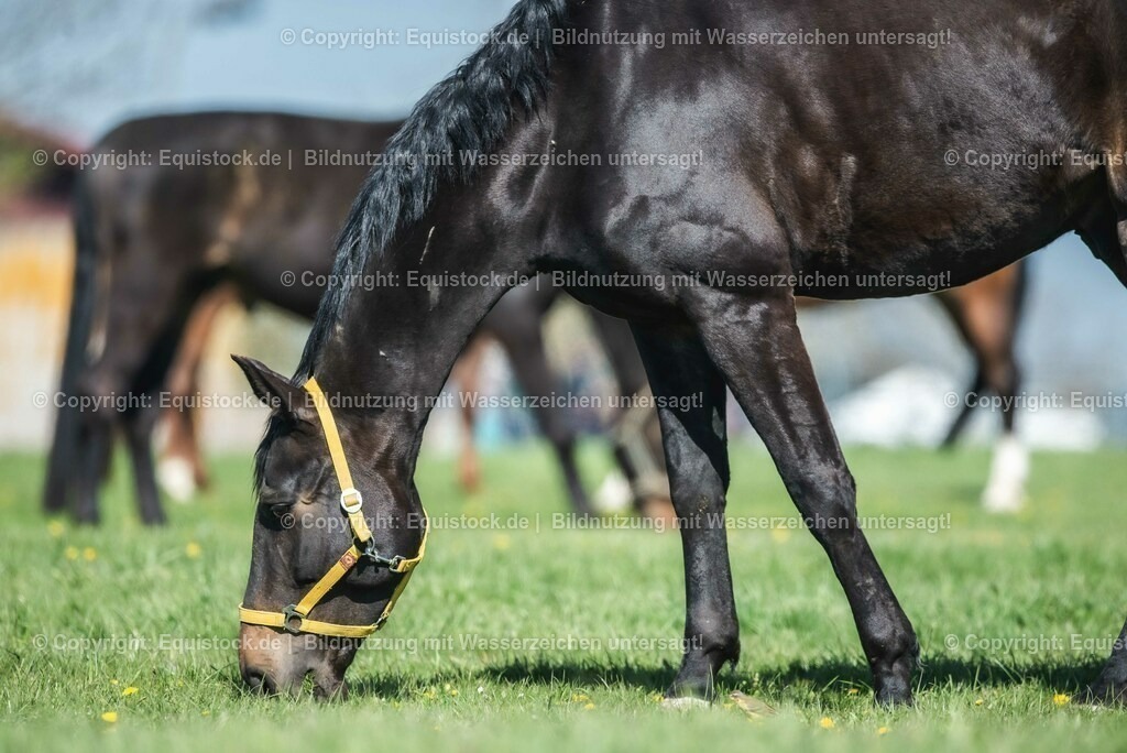 20210426_Pferd-auf-Koppel_0065 | equistock