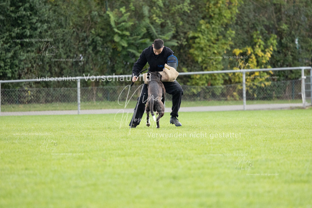 _16A7137 | Einzigartige Fotos von Hunden & Menschen –Actionfotos, Portraits, Vereinsaufnahmen & Paarshootings – authentisch, lebendig & mit Herz.