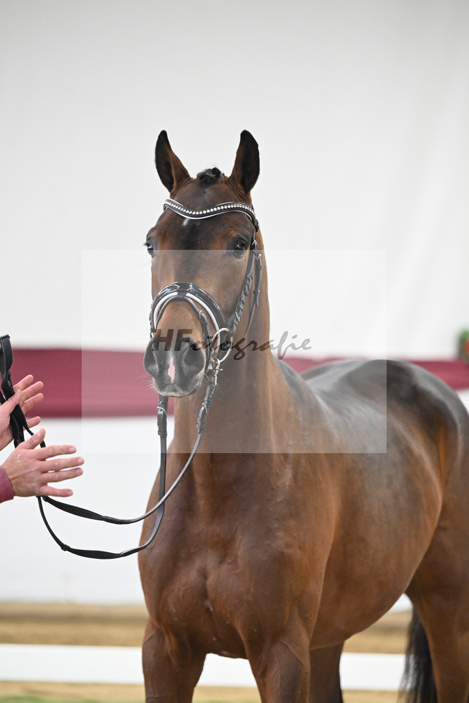 Kat-Nr. 26 Dynamic Dream x Le Mans_Kurt Fink_47250789 | hf-fotografie - Realisiert mit Pictrs.com