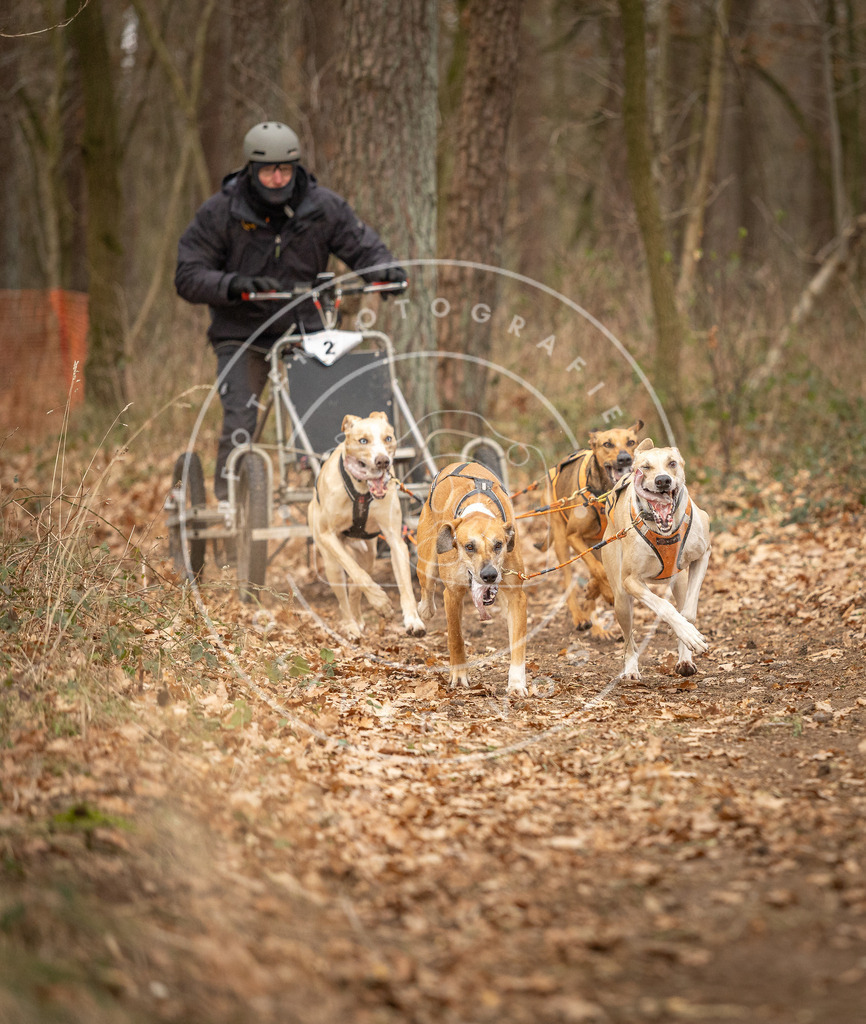 Pfotenfotografie_DV3A8634 | Hundefotografie, Tierfotograf, Pfotenfotografie, Fotoshooting Hund, Hunde Portrait, Hundesport, Hundeportraits, Heideshooting, Hunde, Sportfotograf, Hundefotograf, Turnierhundsport, THS,  - Realisiert mit Pictrs.com