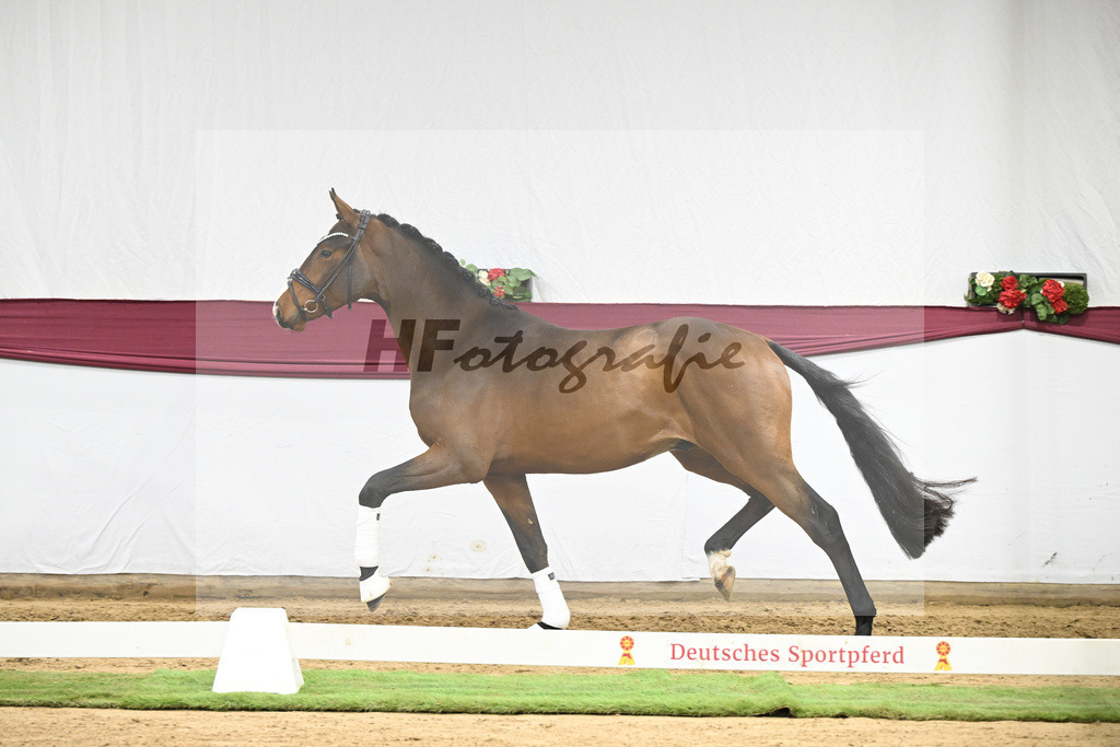 Kat-Nr. 136 Va Bene x Topas_Dr. Dieter Schuele_47254679 | hf-fotografie - Realisiert mit Pictrs.com