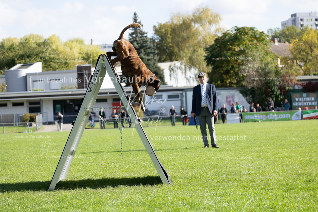 _16A5280 | Einzigartige Fotos von Hunden & Menschen –Actionfotos, Portraits, Vereinsaufnahmen & Paarshootings – authentisch, lebendig & mit Herz.