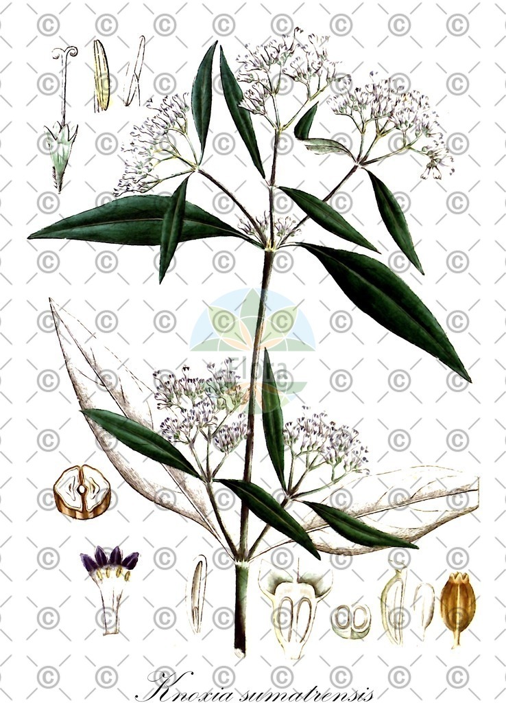 HistAbb_EMP_7712689_6_FloraD_Simple | Historische Abbildung von Knoxia sumatrensis - Rubiaceae | Historical Illustration of Knoxia sumatrensis - Rubiaceae