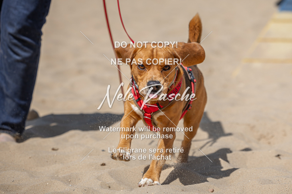 nelerasche_saBeachility_721 | nelerasche