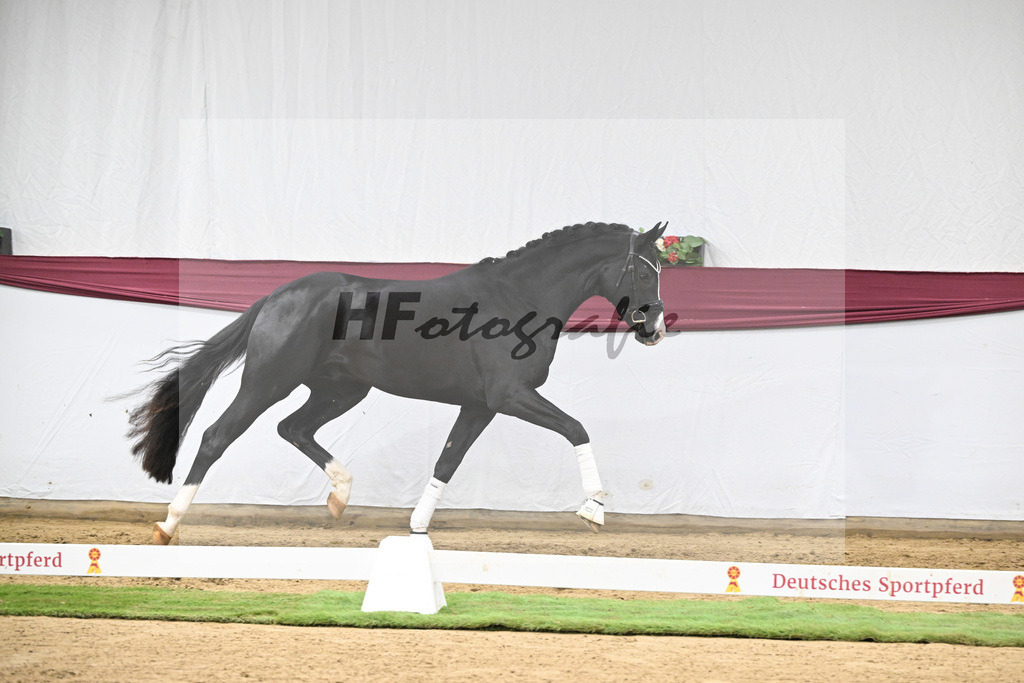 Kat-Nr. 130 Don Romance x Christ_Corinna Raedecke_47254110 | hf-fotografie - Realisiert mit Pictrs.com