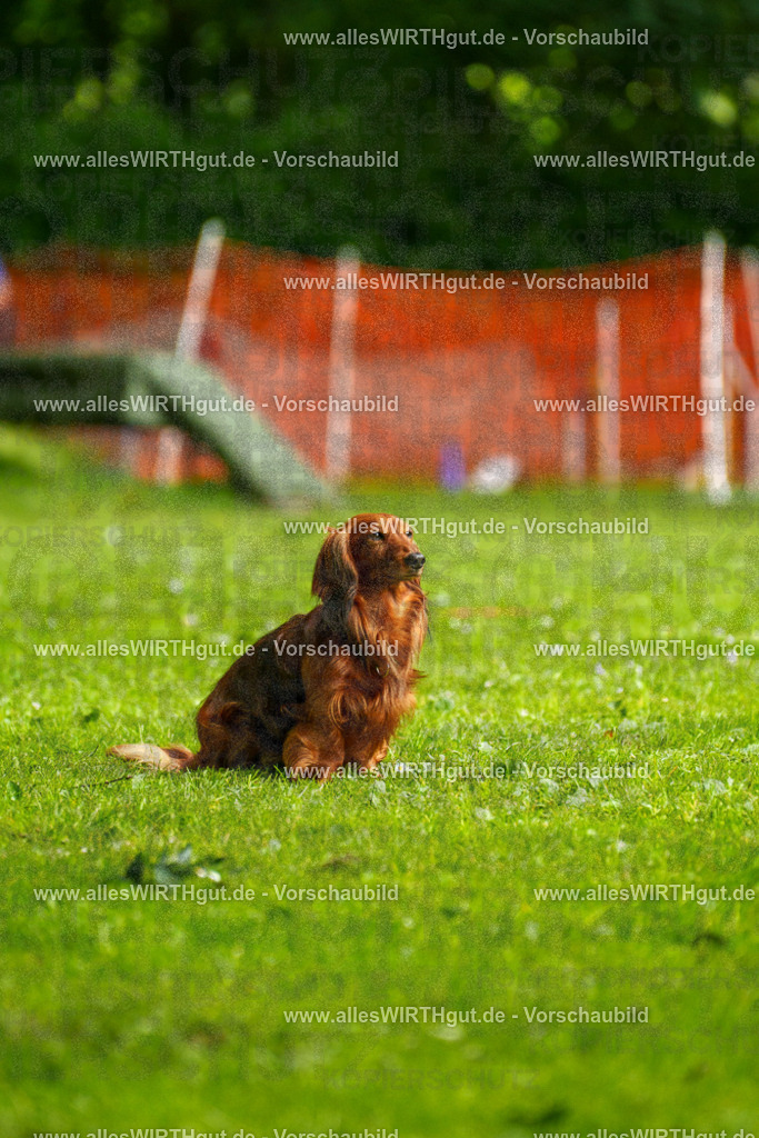 @allesWIRTHgut_Tierfotografie - www.allesWIRTHgut.de - 090758-7R506558 | Professionelle Tierfotografie in Mönchengladbach von Daniel Wirth (allesWIRTHgut). Liebevolle & natürliche Bilder von Hunden & Katzen für unvergessliche Erinnerungen.