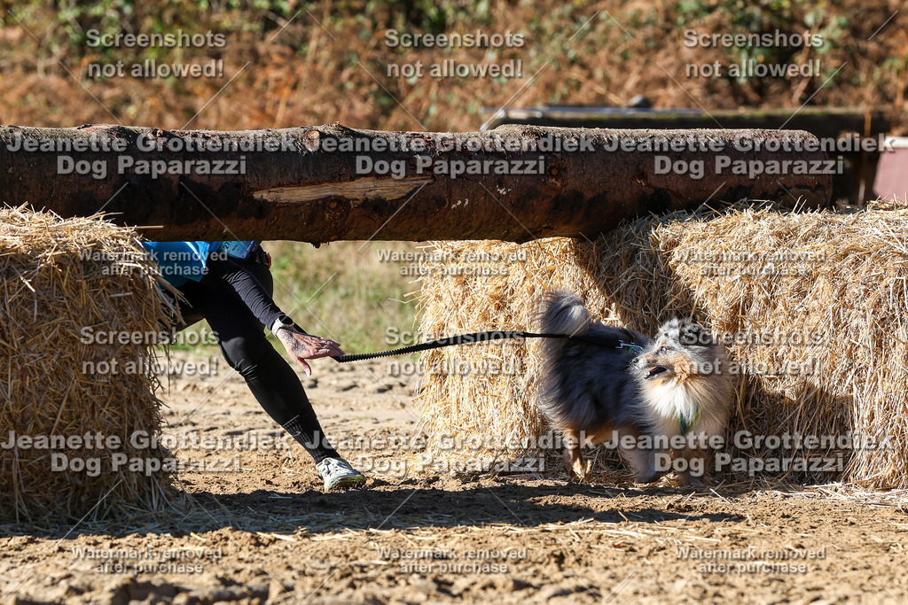 Dog Paparazzi - Strongdog 10-25-2475 | Dog Paparazzi Jeanette Grottendiek Fotografie & Videografie - Realisiert mit Pictrs.com