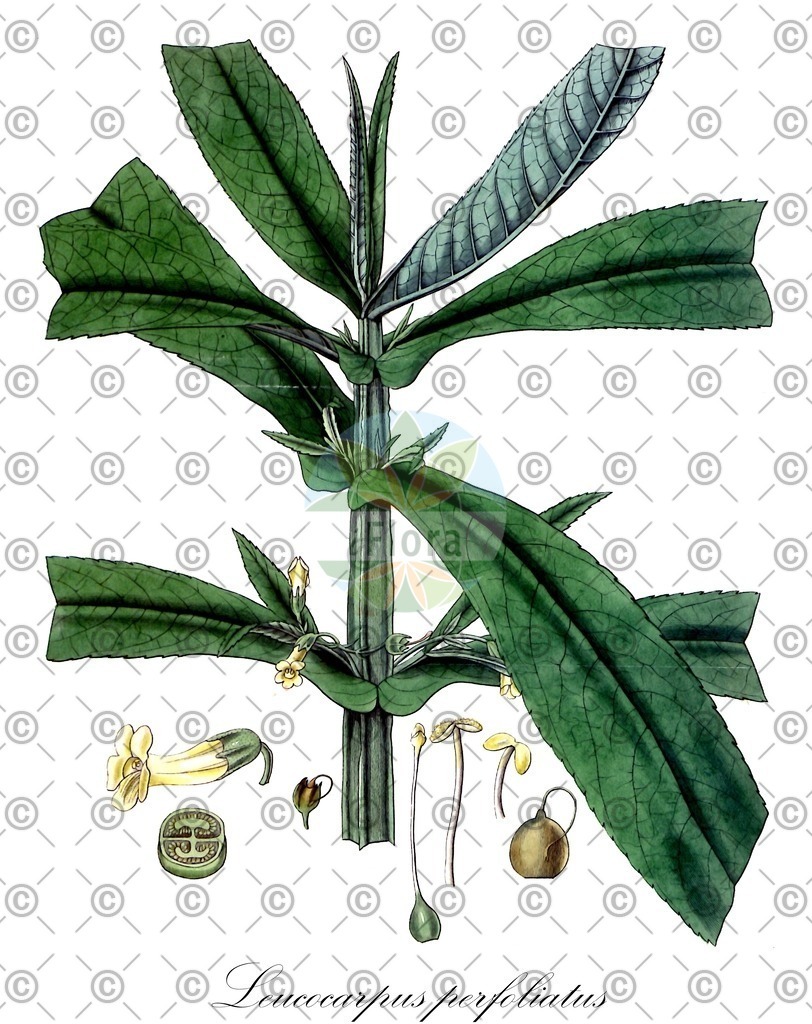 HistAbb_wfo-1000027682_1_ENZY_Simple | Historische Abbildung von Leucocarpus perfoliatus - Phrymaceae | Historical Illustration of Leucocarpus perfoliatus - Phrymaceae