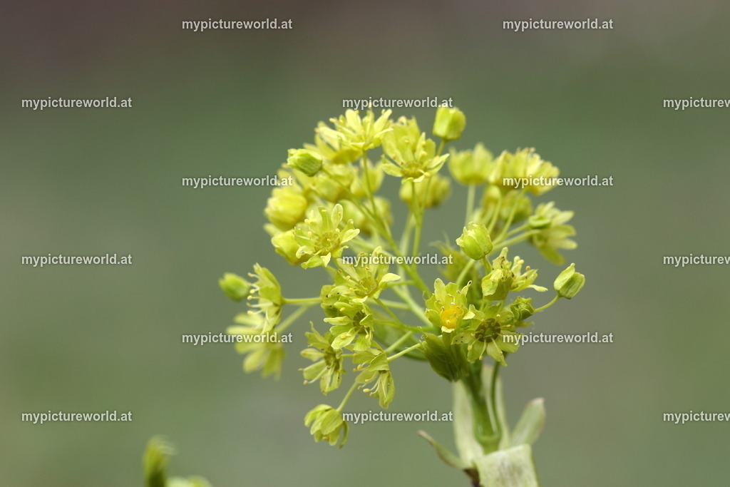 Spitz-Ahorn-004 | Das Bilderarchiv über Tiere, Planzen und Landschaften. In der Bilddatenbank finden Sie ein große Auswahl an hochwertigen Bilder für Ihre Werbung - Realisiert mit Pictrs.com
