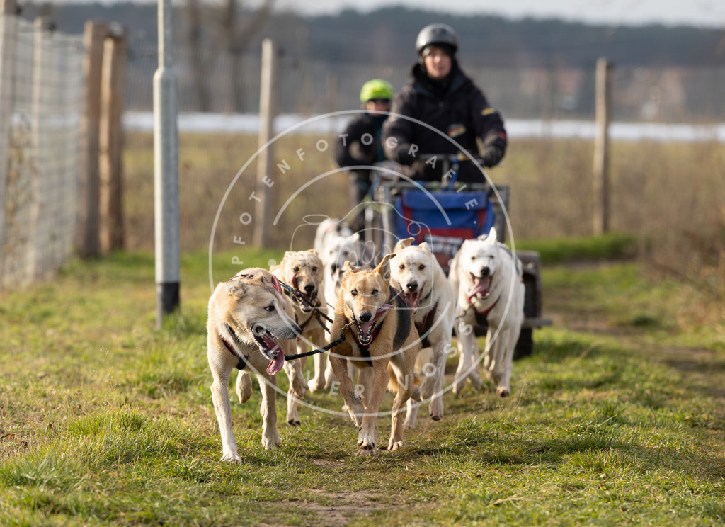 Pfotenfotografie_DV3A6796 | Hundefotografie, Tierfotograf, Pfotenfotografie, Fotoshooting Hund, Hunde Portrait, Hundesport, Hundeportraits, Heideshooting, Hunde, Sportfotograf, Hundefotograf, Turnierhundsport, THS,  - Realisiert mit Pictrs.com