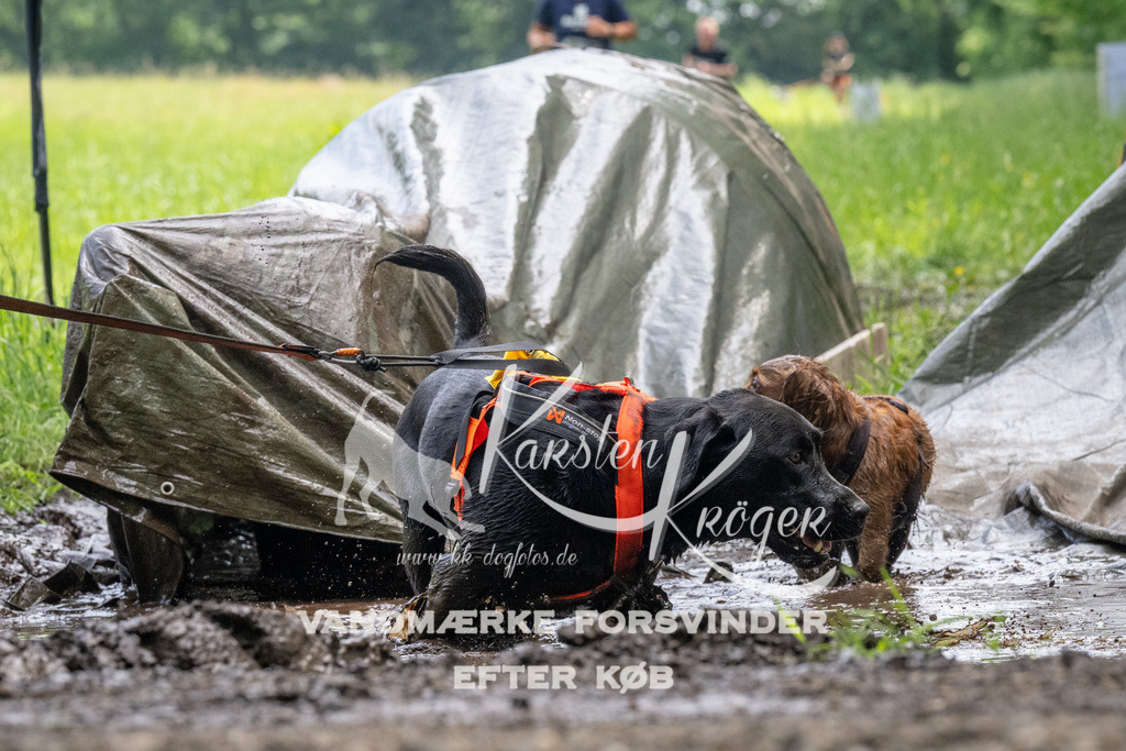 1136_ZZ93249 | kk-dogfotos