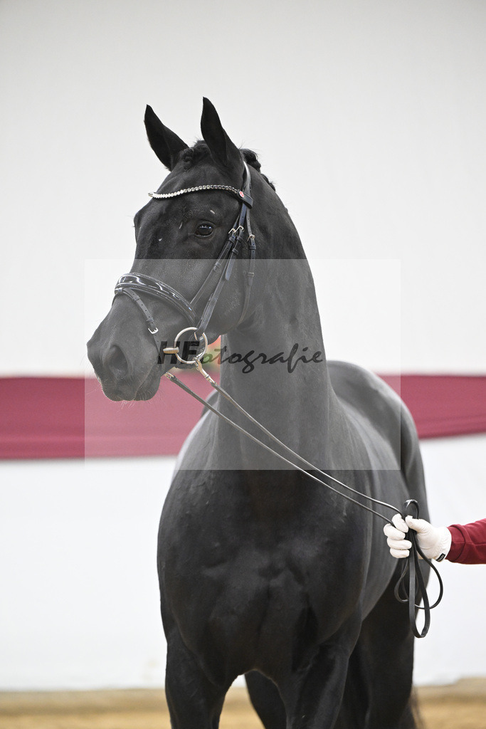 Kat-Nr. 55 Dream Royal x Fleury_Martina Breitner-Roetzer_47252050 | hf-fotografie - Realisiert mit Pictrs.com