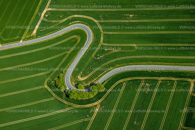 Brakel240504902Erkeln | Luftbild, Serpentine der Landesstraße L863, schlangenförmige Straße führt durch grüne gestreifte Felder, Baumgruppe am Straßenrand, Erkeln, Brakel, Ostwestfalen, Nordrhein-Westfalen, Deutschland