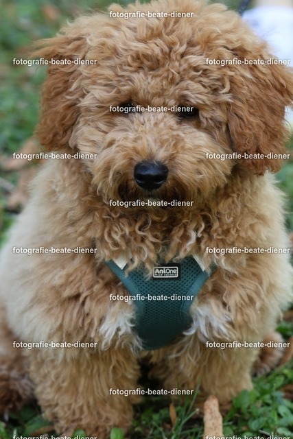 1P8A0605 | Fotografie, Tiere, Hunde, Katzen, Pferde, Sportfotografie, Fotosession, Tierfotografie, Turnierfotografie, Fotografin, Fotograf - Realisiert mit Pictrs.com