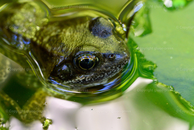 Foto-1033705-DE-Frosch-shop-max | gluon-press - Realisiert mit Pictrs.com