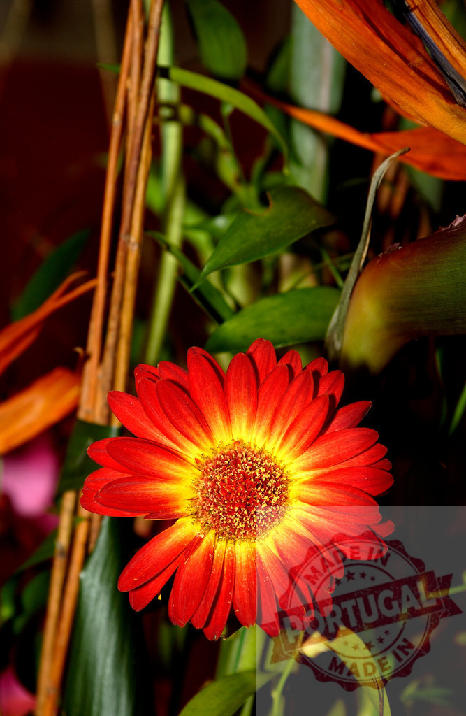 Vibrant red gerbera daisy blooming amidst tropical foliage | Close-up of a vibrant red gerbera daisy with a yellow center, surrounded by lush green leaves and exotic tropical plants - Realisiert mit Pictrs.com