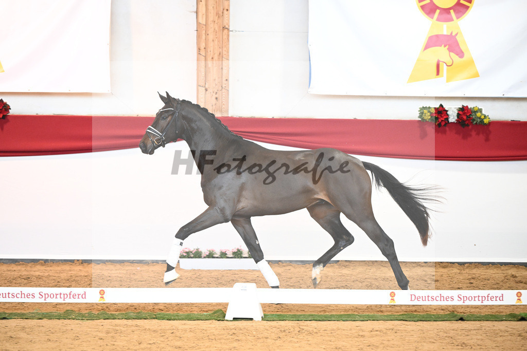 Kat-Nr. 51 Va Bene x Dante Weltino_Bergmann_43230728 | hf-fotografie - Realisiert mit Pictrs.com