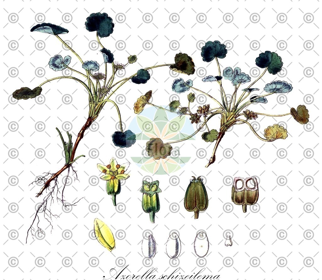 HistAbb_wfo-0000558148_1_ENZY_Simple | Historische Abbildung von Azorella schizeilema - Apiaceae | Historical Illustration of Azorella schizeilema - Apiaceae