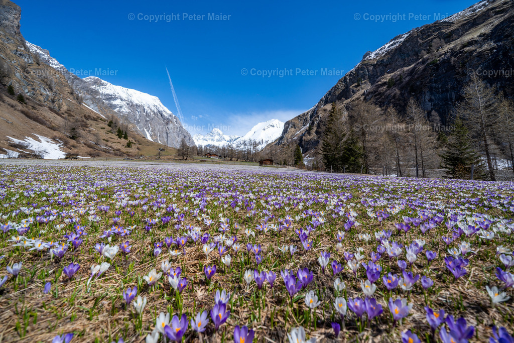 A7402902 | piet_flosse
