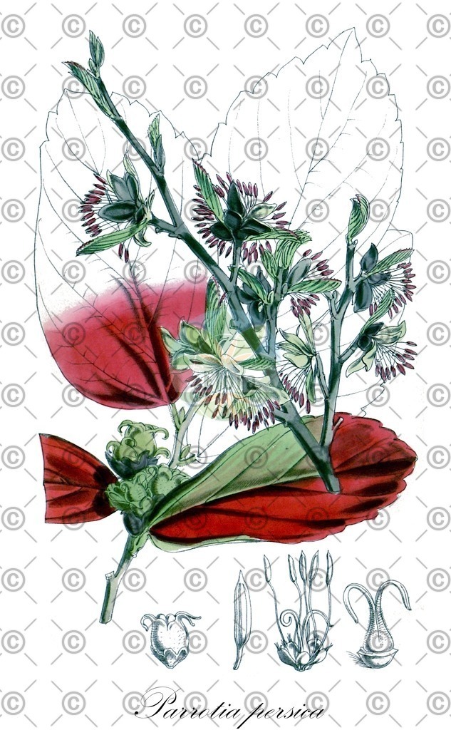 HistAbb_wfo-0000396926_1_ENZY_Simple | Historische Abbildung von Parrotia persica - Hamamelidaceae (Parrotie) | Historical Illustration of Parrotia persica - Hamamelidaceae