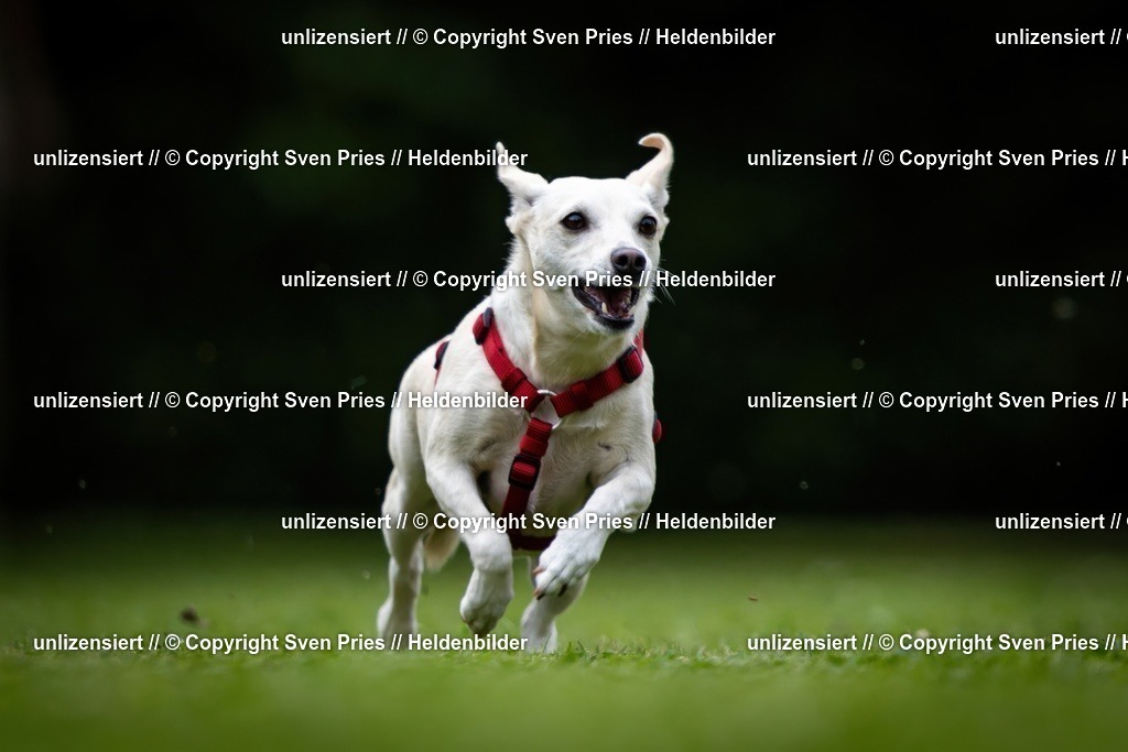 Sven Pries | 19. Allgemeines Hunderennen Karlsruhe Durlach - Realisiert mit Pictrs.com