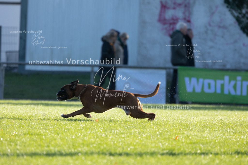_16A6205 | Einzigartige Fotos von Hunden & Menschen –Actionfotos, Portraits, Vereinsaufnahmen & Paarshootings – authentisch, lebendig & mit Herz.
