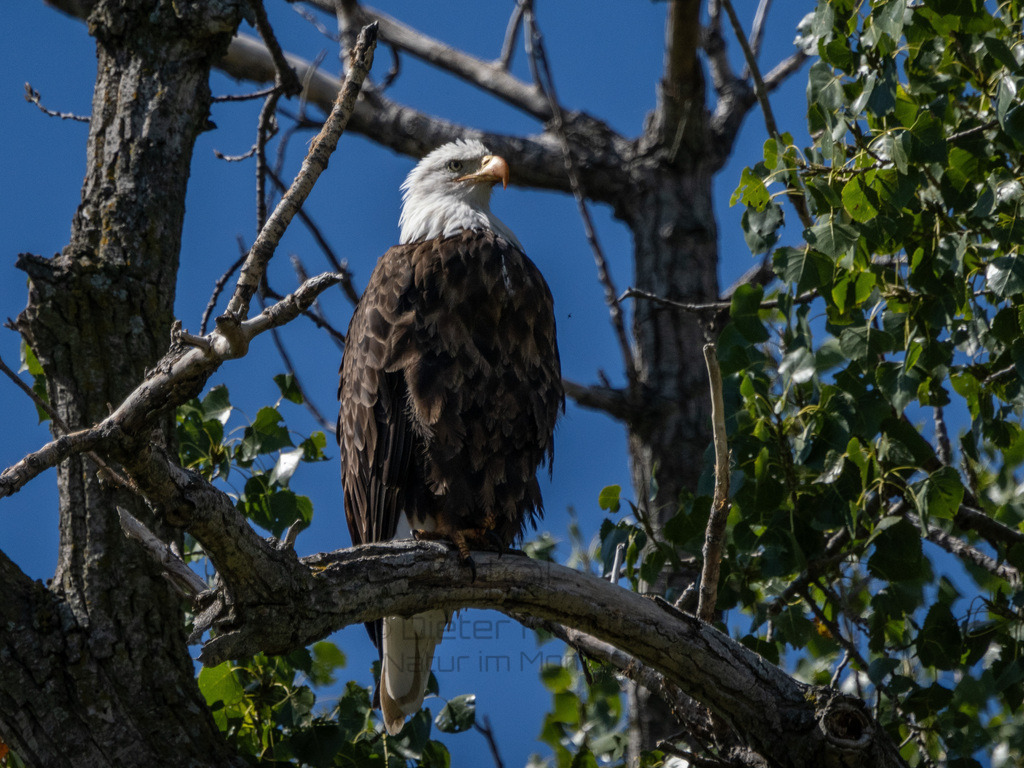 P1637589-LR | Natur im Moment - Realisiert mit Pictrs.com