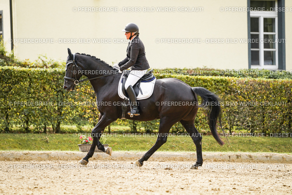 DSC01239 | Pferdegrafie