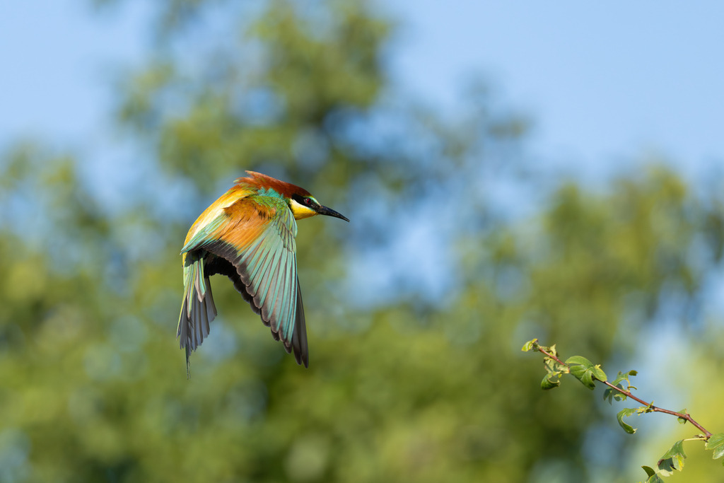 Der Bienenfresser | Der Bienenfresser ist zweifellos einer der auffälligsten und farbenprächtigsten Vögel Europas, der durch sein exotisches Aussehen an Vögel aus tropischen Regionen erinnert. Er gehört zur Familie der Bienenfresser (Meropidae), von denen er die einzige Art ist, die regelmäßig in Europa brütet. - Realisiert mit Pictrs.com