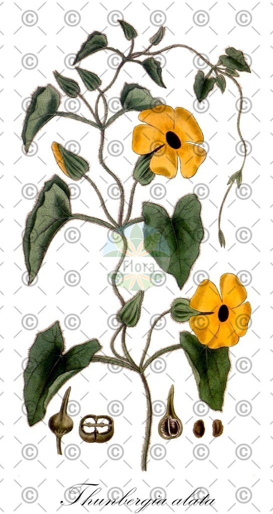 HistAbb_wfo-0000572900_1_ENZY_Simple | Historische Abbildung von Thunbergia alata - Acanthaceae | Historical Illustration of Thunbergia alata - Acanthaceae