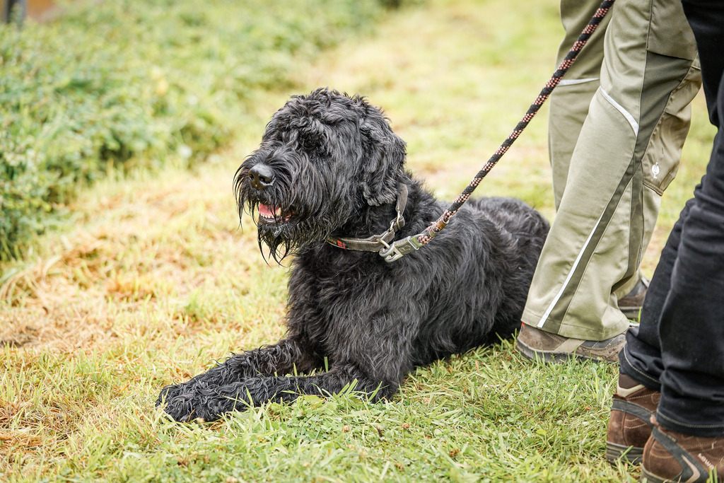 DSC03400 | Pferdegrafie