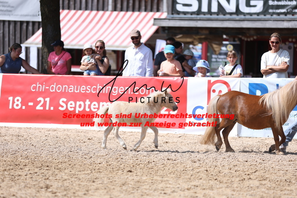 Fohlenschau_Schwäbisch_Hall_Ponys_KN 51_1 | lmwpictures - Realisiert mit Pictrs.com