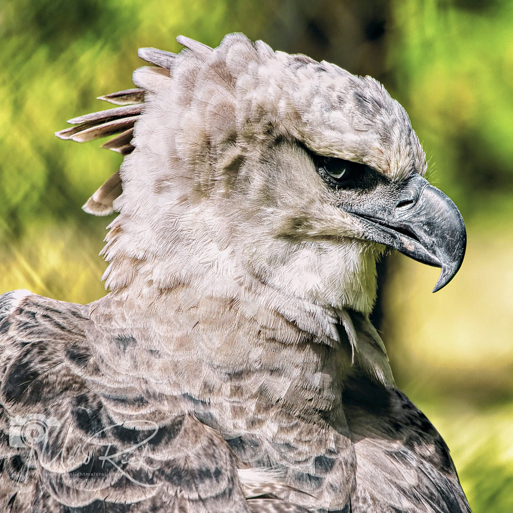 Harpyie | Entdecken Sie Fotografie aus Leidenschaft: Auftragsfotografie, HD-Fotos, Geschenkartikel aus Ihren Bildern und vieles mehr. Beauftragen Sie uns für besondere Momente!