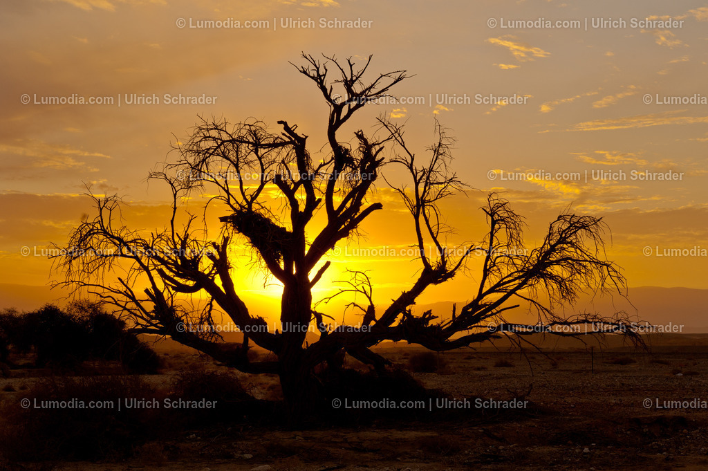 10972-10390 - Negev-Wüste _ Israel | max. Bildgröße A3 | 300dpi - Realisiert mit Pictrs.com