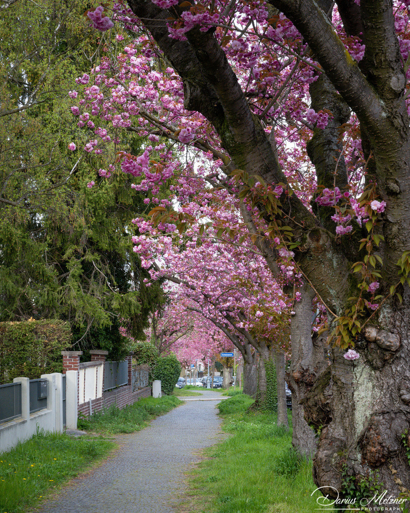 Die Ritterstrasse in Mainz | Die Ritterstrasse in Mainz