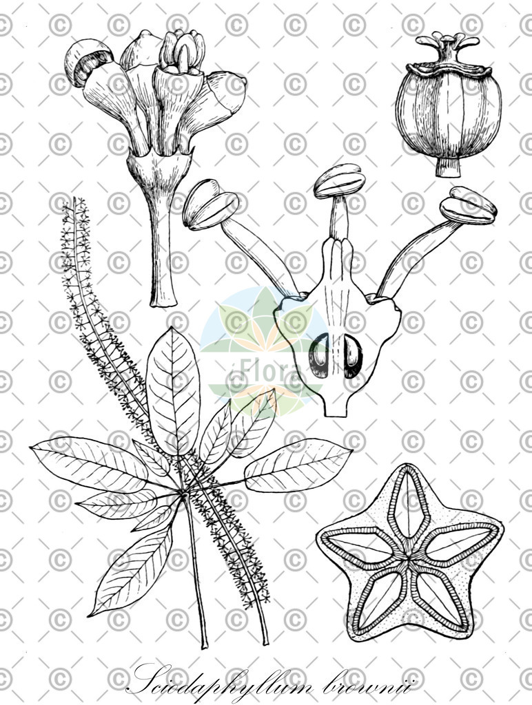 HistAbb_wfo-0000533438_2_ENZY_Simple | Historische Abbildung von Sciodaphyllum brownii - Araliaceae | Historical Illustration of Sciodaphyllum brownii - Araliaceae