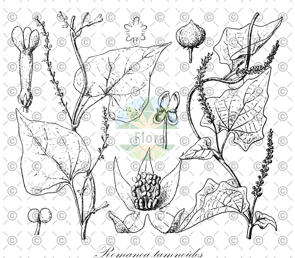 HistAbb_wfo-0001090302_1_ENZY_Simple | Historische Abbildung von Romanoa tamnoides - Euphorbiaceae | Historical Illustration of Romanoa tamnoides - Euphorbiaceae