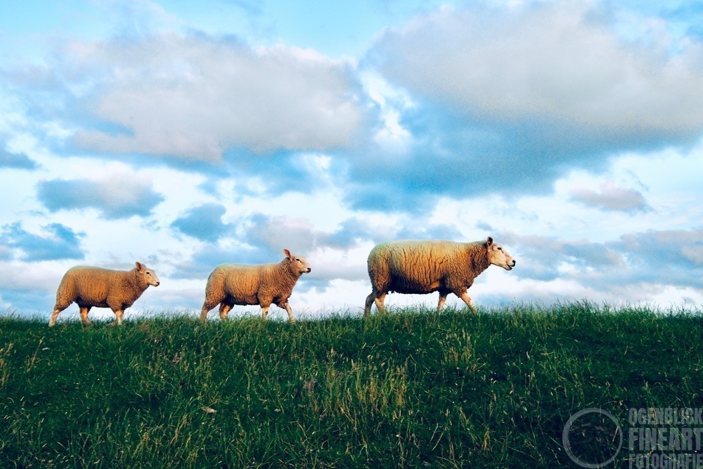 SR700509 | Björn Thiemann; Ogenblick.de; Fotografie; Photograph; Landscape, Pellworm, Schleswig-Holstein; Inselfotograf; Inselfotografien; Wattenmeer; National-Park; Naturschutzgebiet; Leuchtturm; Lighthouse; Leinwandbilder; Kalender; Pellworm Kalender;  - Realisiert mit Pictrs.com