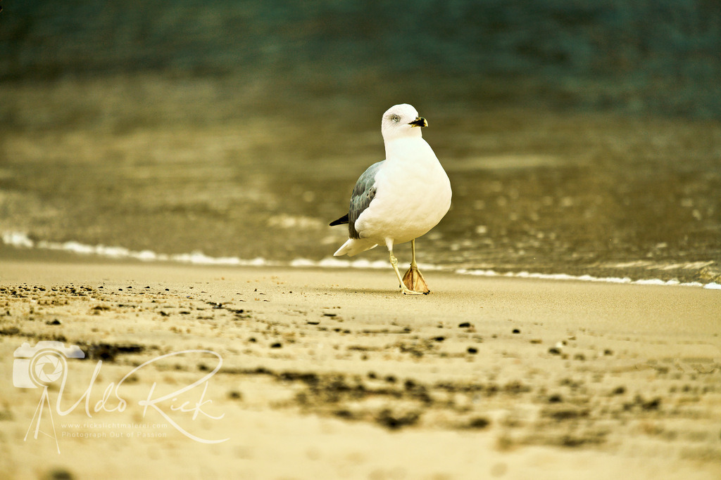 Mittelmeermöwe3 | Entdecken Sie Fotografie aus Leidenschaft: Auftragsfotografie, HD-Fotos, Geschenkartikel aus Ihren Bildern und vieles mehr. Beauftragen Sie uns für besondere Momente!