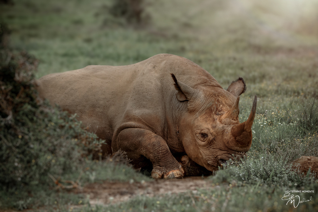 20231011-083200 SOUTHAFRIKA_-1 | Herzlich willkommen auf meiner Seite! Ich bin Elke Wallnisch, Deine Fotografin für lichtstarke Momente. Der Name steht für alles, was mich mit der Fotografie verbindet: Das Licht und seine machtvolle Wirkung auf eine Situation oder unsere Stimmung - Realisiert mit Pictrs.com