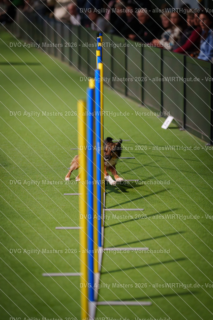 allesWIRTHgut_Tierfotografie-DVG_Agility_Masters_2026-16_52-7R504552 | Professionelle Tierfotografie in Mönchengladbach von Daniel Wirth (allesWIRTHgut). Liebevolle & natürliche Bilder von Hunden & Katzen für unvergessliche Erinnerungen.