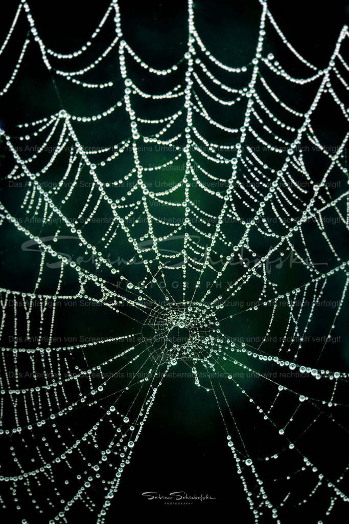 Wandbild Spinnennetz mit Tröpfchen | People- und Tierfotografie, Imageaufnahmen, Veranstaltungsfotografie und Wandbilder aus der Natur ★ Made in Germany ✔️ Druck + Downloads ✔️ Naturfotografie in Top Qualität ★ schneller Versand, weltweite Lieferung! - Realisiert mit Pictrs.com