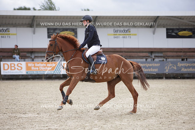 1J2A0587Pheline Ahlmann_ Belloumi_ Kn046_ Havekost | Foto- und Videografie für alles rund ums Pferd. Hochwertige Bilder und Videos vom Spring- und Dressurreiten, Voltigieren & mehr. Jetzt aktuelle Veranstaltungen und Preise im Shop ansehen. - Realisiert mit Pictrs.com